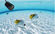 Waterproof  Wireless Spy Camera Underwater Fishing  LED 90deg 5M supplier